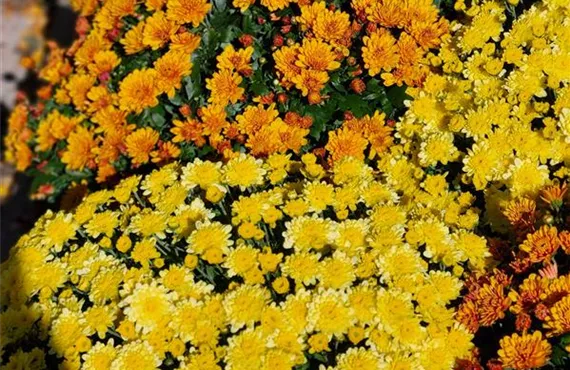 gelbe und orange Chrysanthemen gelbe und orange Chrysanthemen