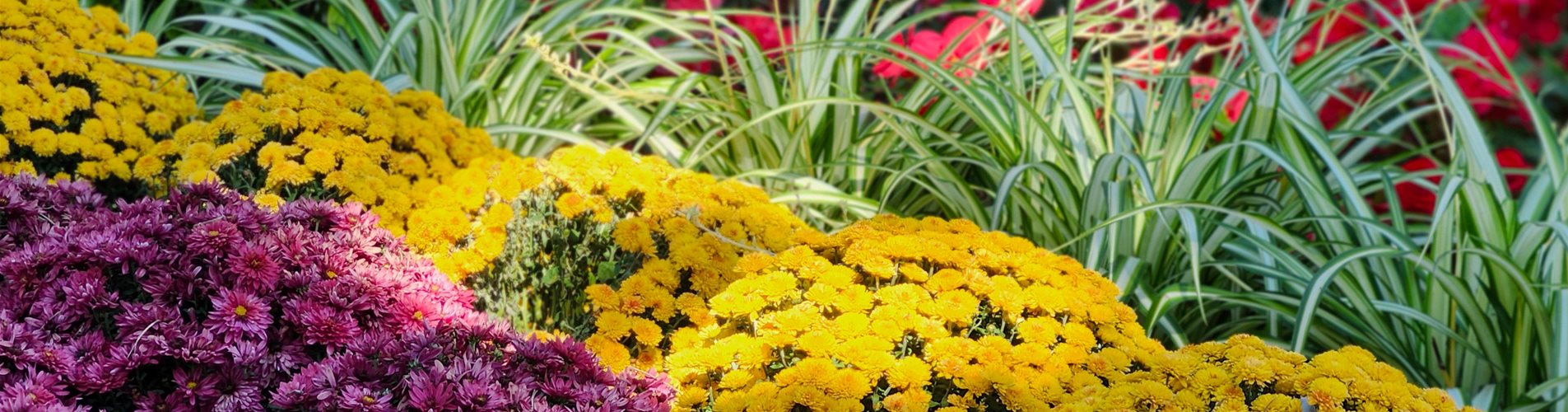 Herbstliche Pflanzenkombis Header Herbstliche Pflanzenkombis Header