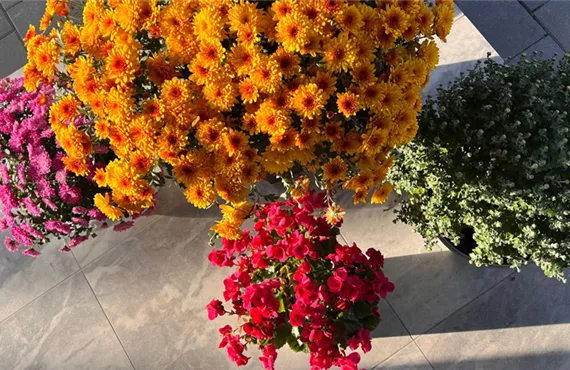 Herbstpflanzen in Sonne.png