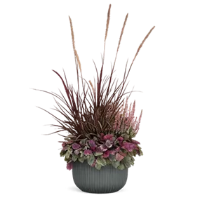 Knospenheide 'Blooming mates'