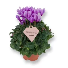 Cyclamen Dragon Blue