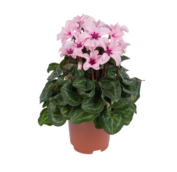 Alpenveilchen 'Illusia'®