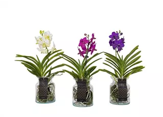 Seite 4 - Vanda im Bose Glas.jpg