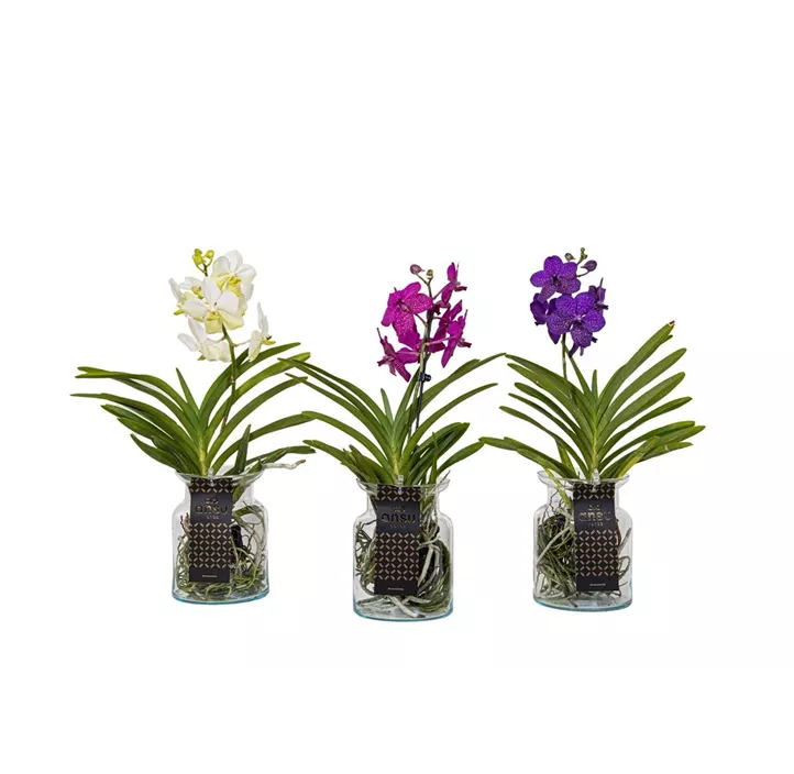 Vanda-Orchidee