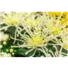 bellaflora Gartencenter GmbH