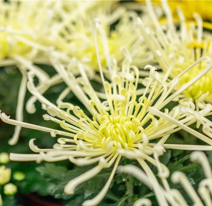Topf-Chrysantheme 'Fireworks'