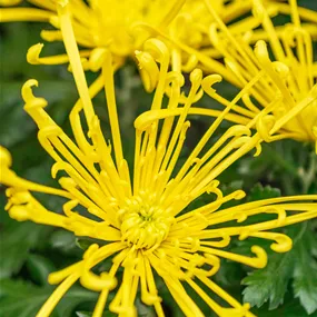 Chrysanthemum fireworks