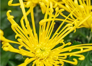 Chrysanthemum indicum 'Fireworks® Yellow'