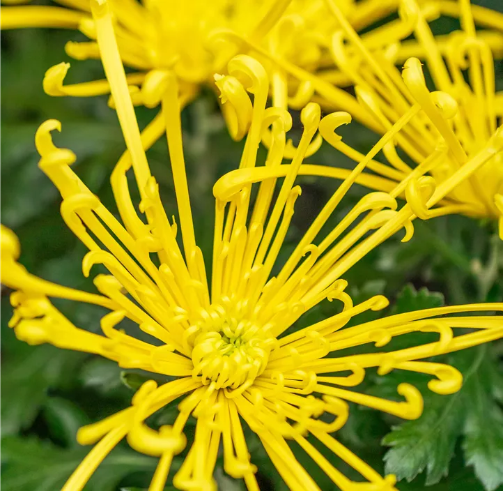 Topf-Chrysantheme 'Fireworks'