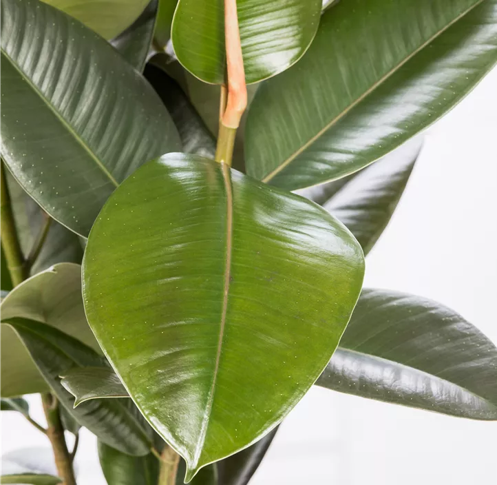 Gummibaum 'Robusta'