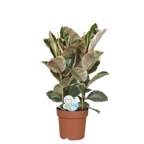 Ficus Abidjan Tuff