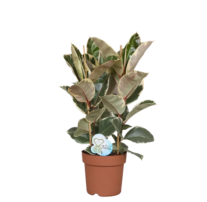 Gummibaum 'Abidjan'