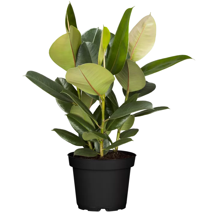 Gummibaum 'Robusta'