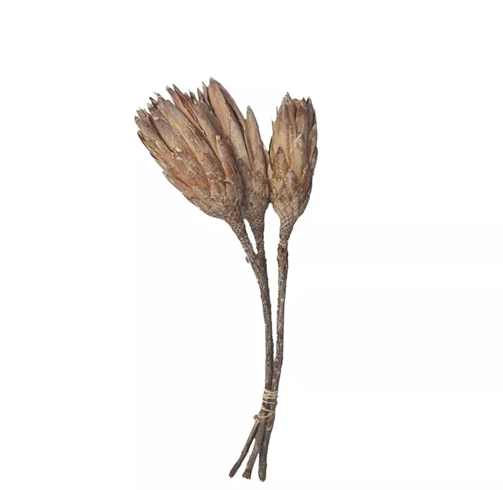 Protea Compacta Extra 3er Pkg
