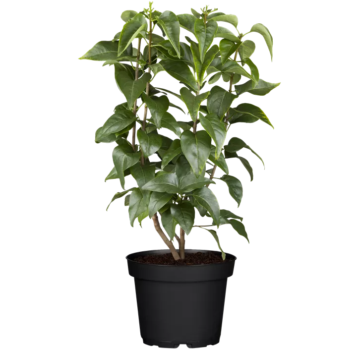 Edelflieder 'Nadeshda'