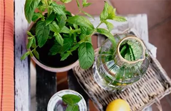 Kräuter-Infused Water