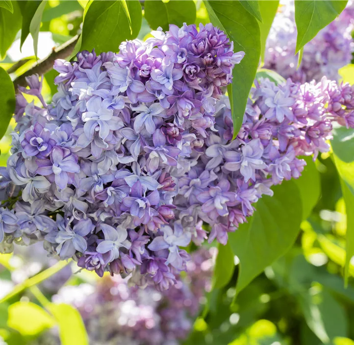 Edelflieder 'Nadeshda'