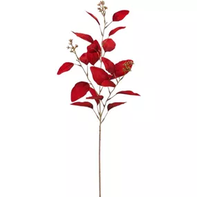 Eukalyptus Noble Velvet