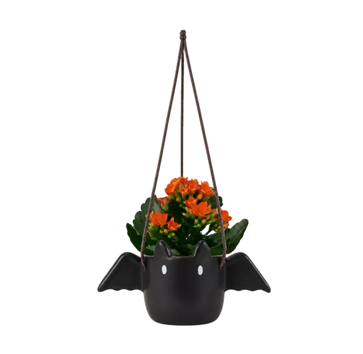 Kalanchoe