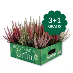 Calluna vulgaris Garden Girls