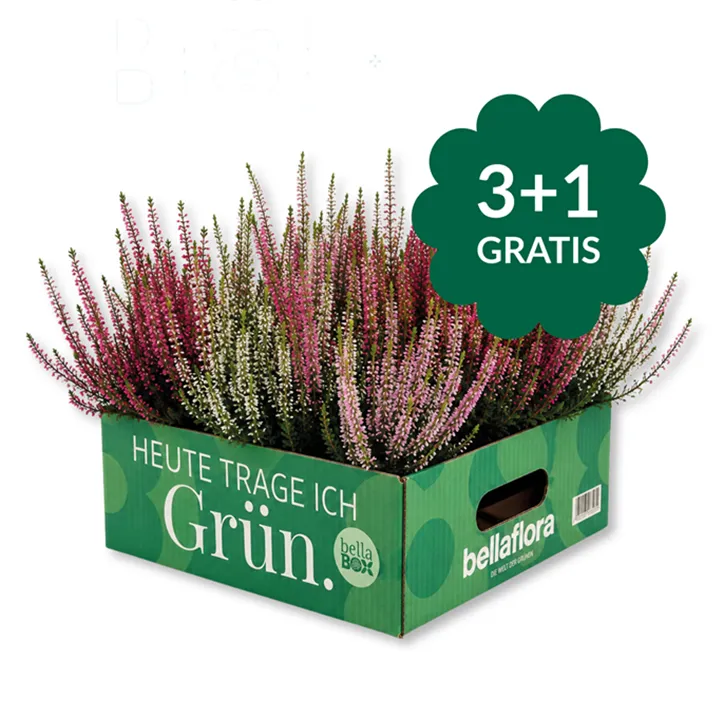 Winterharte Knospenheide Gardengirls® 