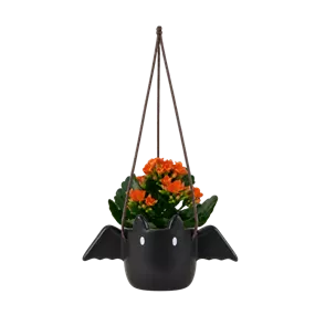 Fledermaustopf mit Kalanchoe hängend