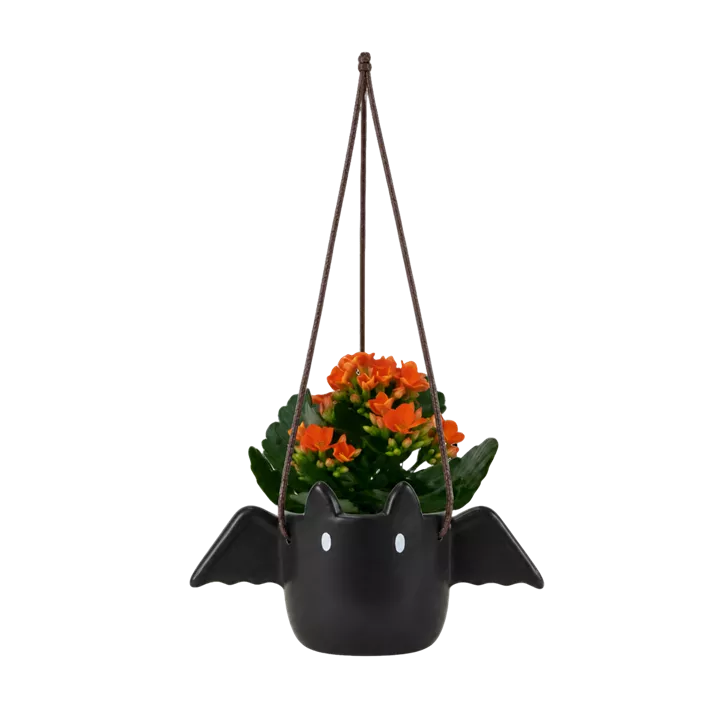Kalanchoe