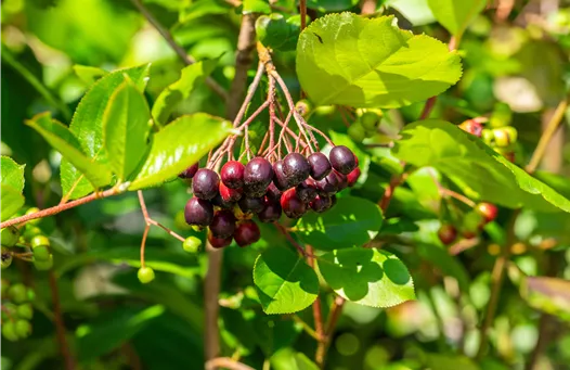 Aronia arbutifolia 'Brilliant'