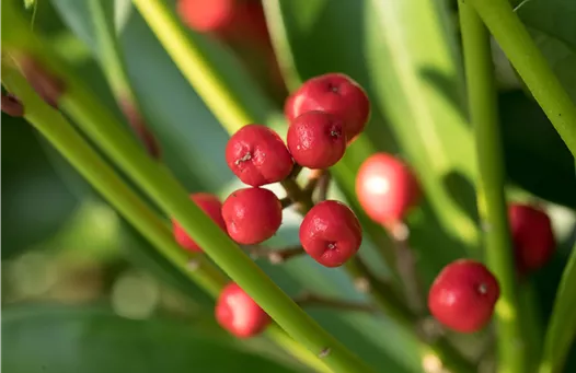 Skimmia japonica
