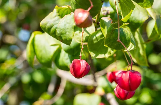 Euonymus europaeus 'Red Cascade'