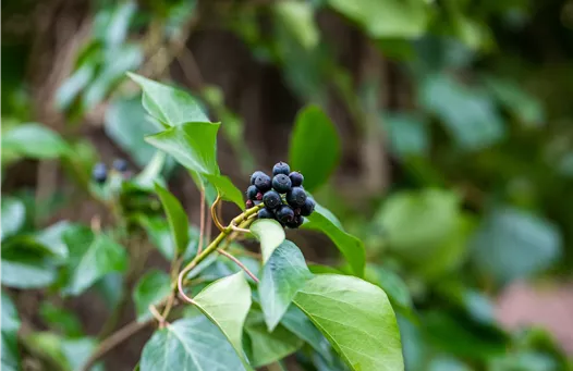 Hedera helix