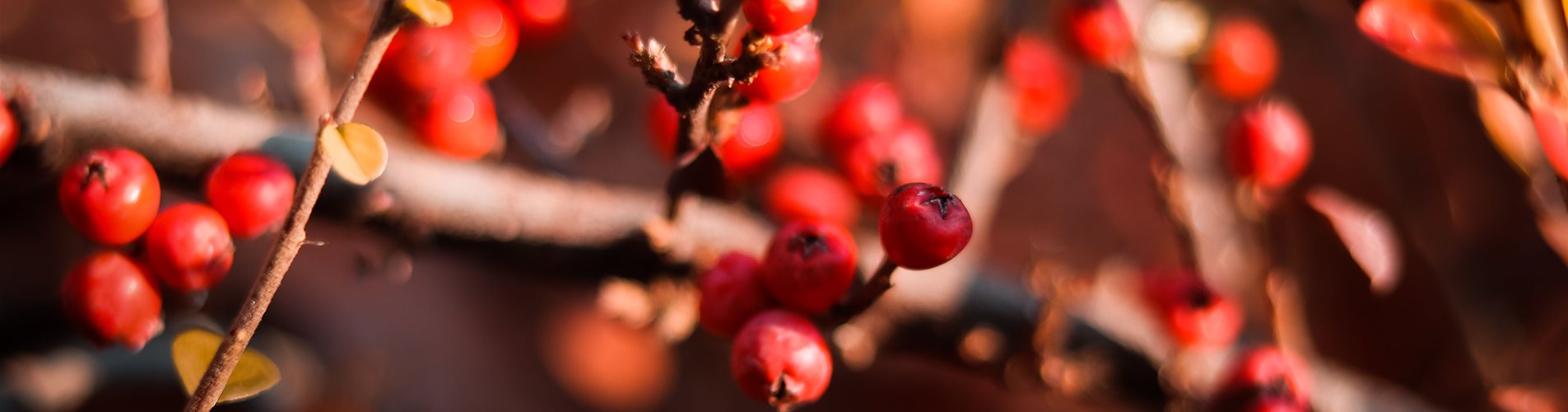 Fruchtschmuck Header