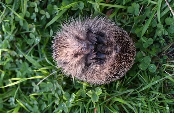 zusammengerollter Igel