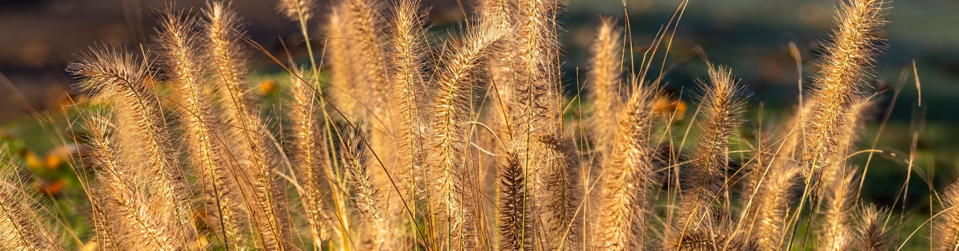 Gräser Blog Header