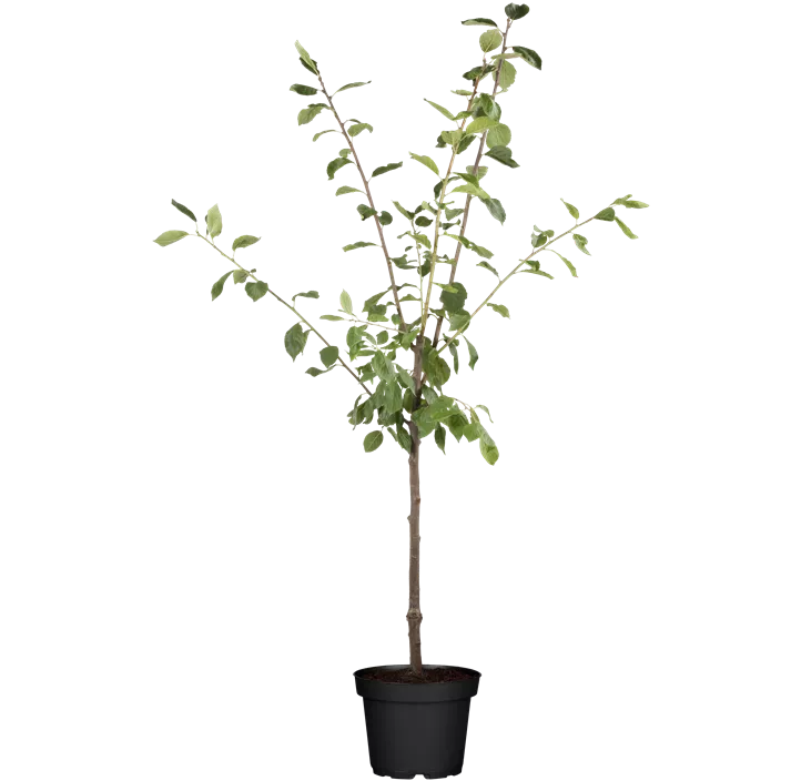 Pflaume 'Königin Viktoria'