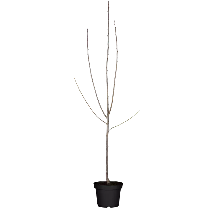 Pflaume 'Königin Viktoria'