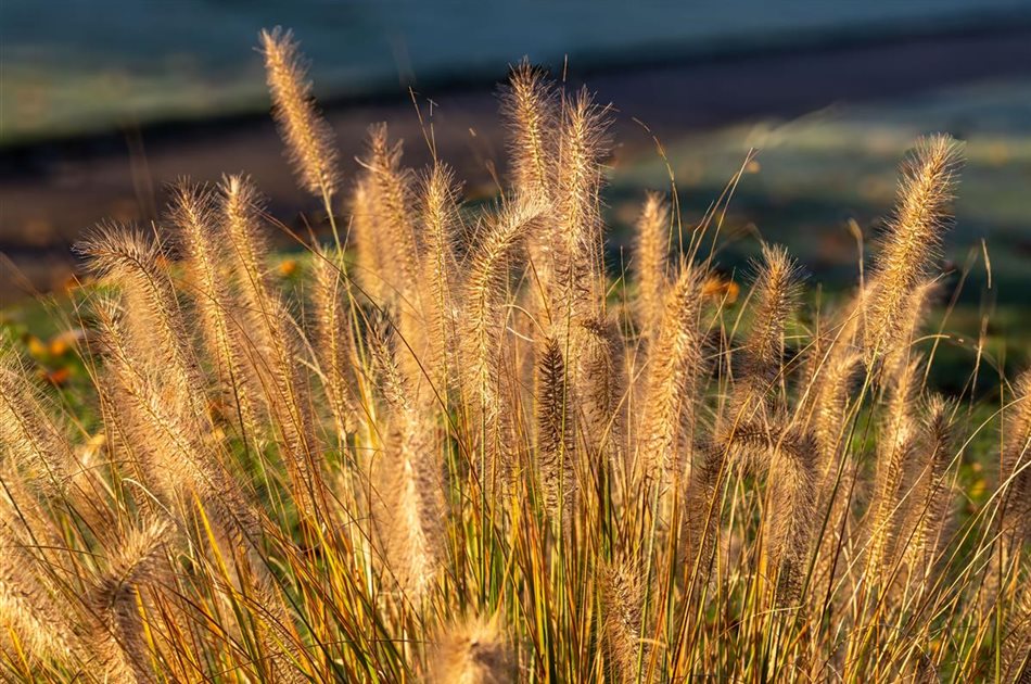 Gräser für Herbst und Winter Gräser für Herbst und Winter
