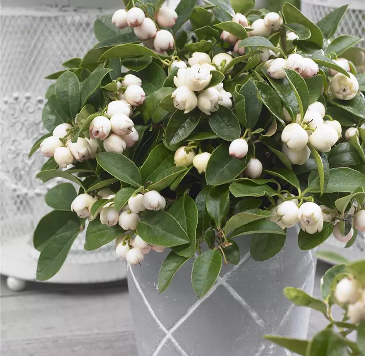 Torfmyrte 'White Pearl'