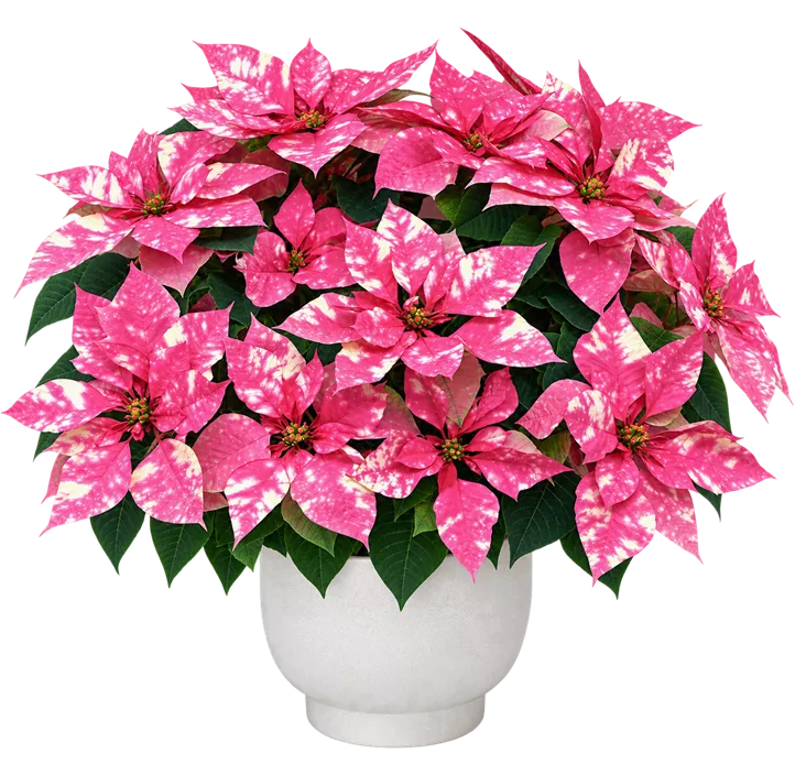 Herbststern 'Princettia® Hot Pink'
