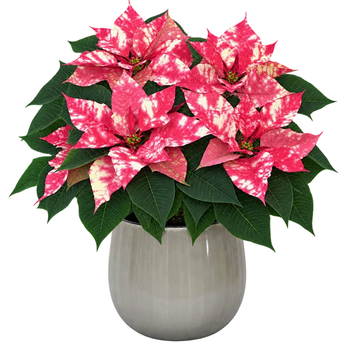 Weihnachtsstern 'Fantasy Star Pink'®