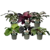 bellaflora Gartencenter GmbH