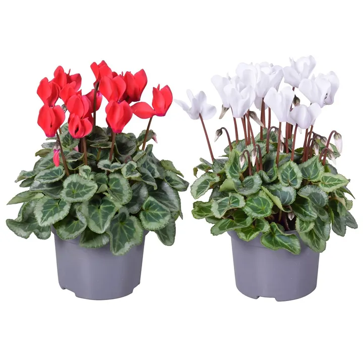 Zimmer-Alpenveilchen 'Picasso'