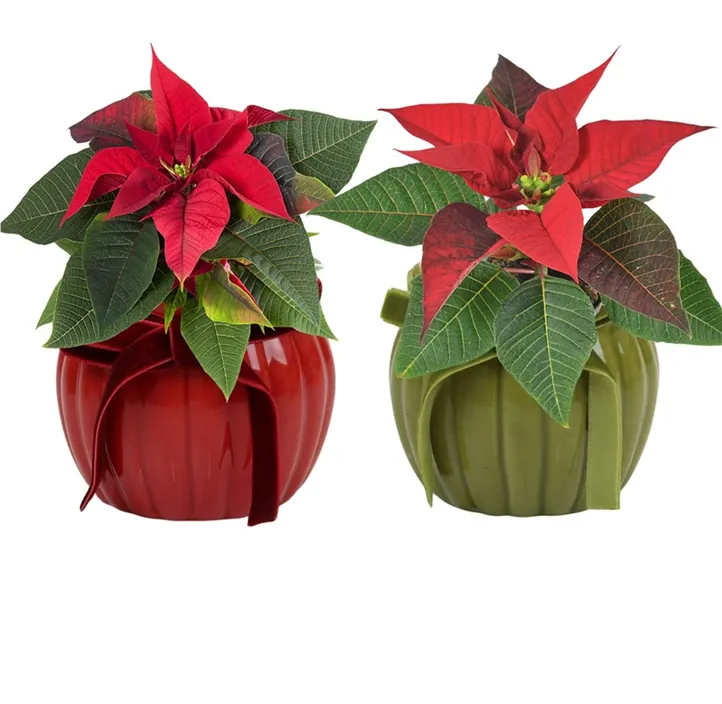Weihnachtsstern