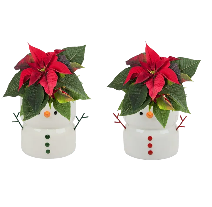 Weihnachtsstern