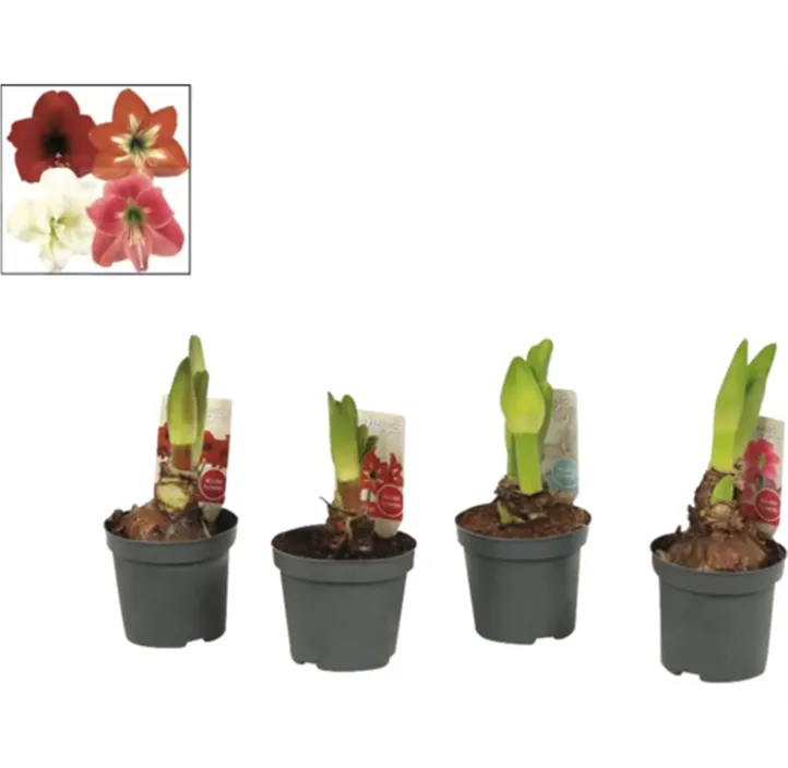 Amaryllis weiß