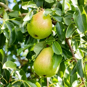 Pyrus communis - Zwergbirne
