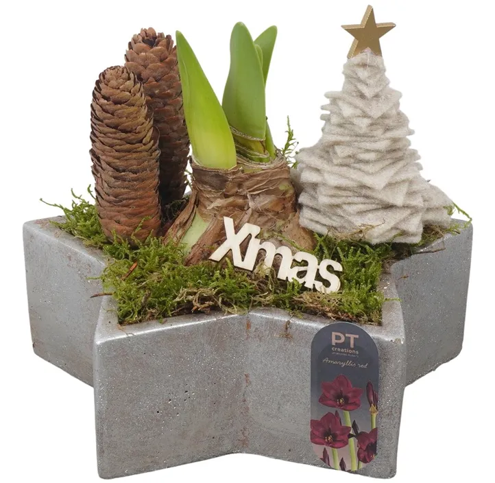 Arrangement Amaryllis Christmas