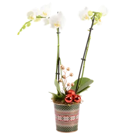 Arrangement Traditionell I
