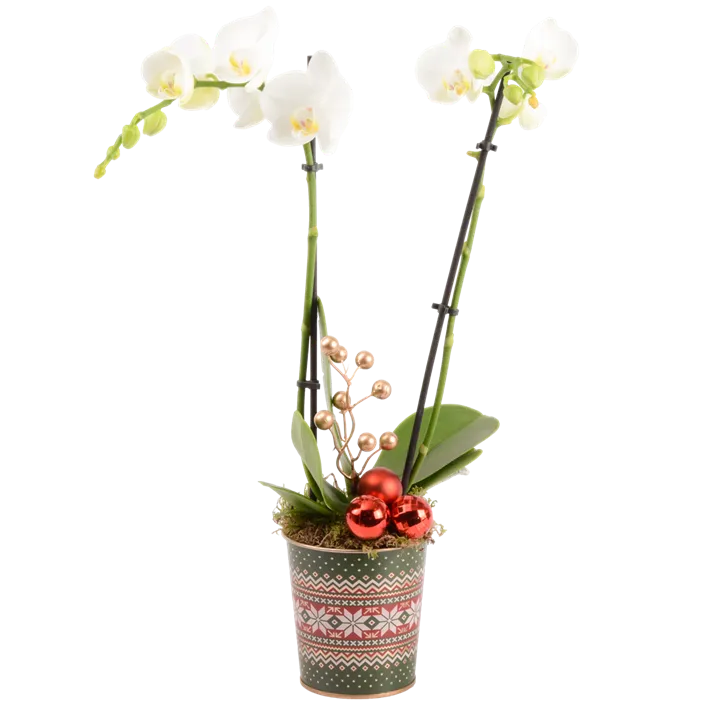 Arrangement Traditionell I