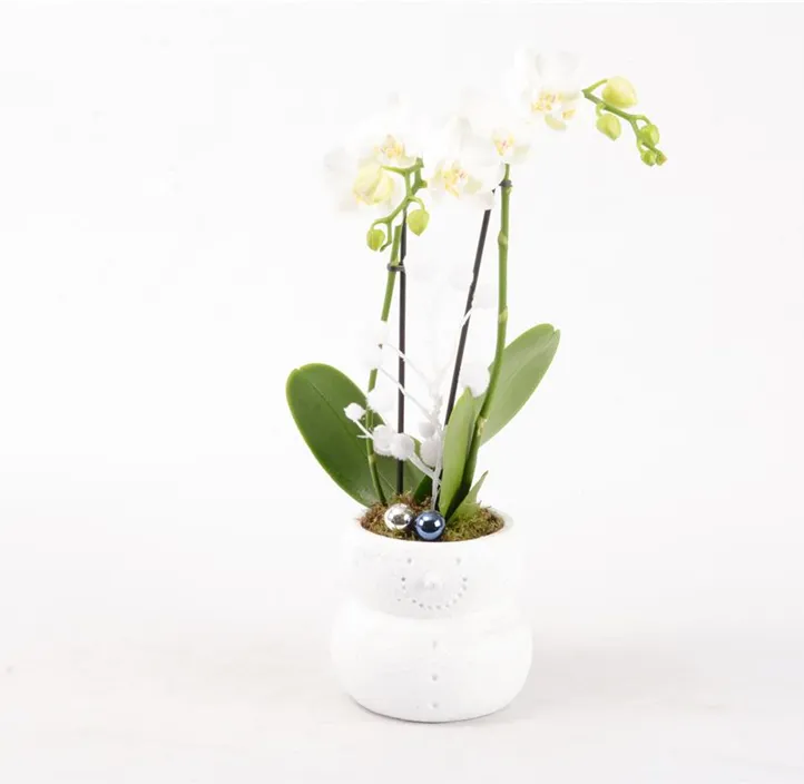 Arrangement Ice II